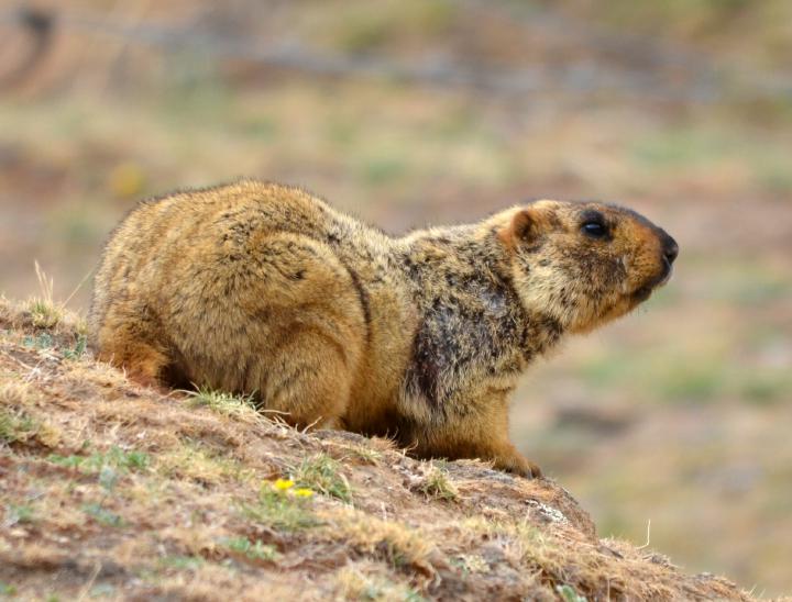marmotte